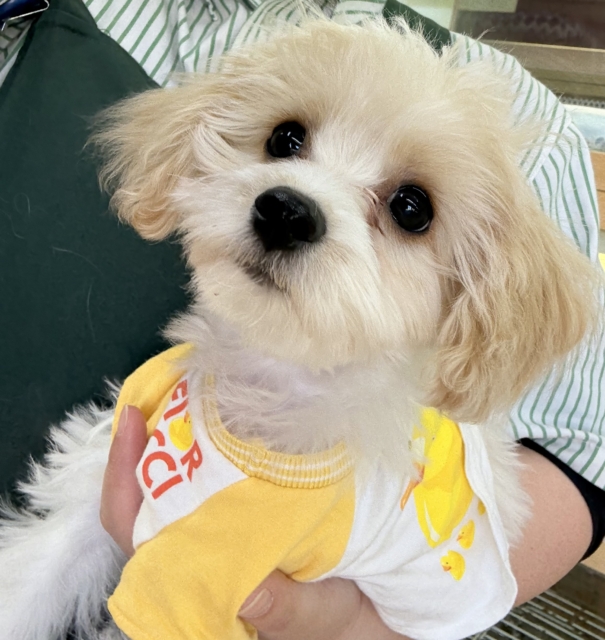 キャバビション