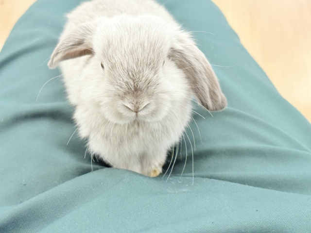 ホーランドロップ