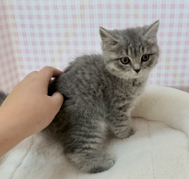 スコティッシュフォールド