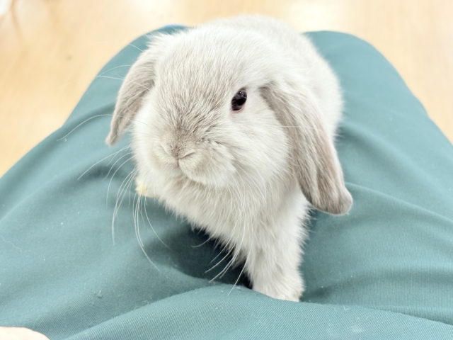 ホーランドロップ