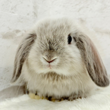 動くもふもふのぬいぐるみ🐰🍼ホーランドロップ(スクワレル) 男の子