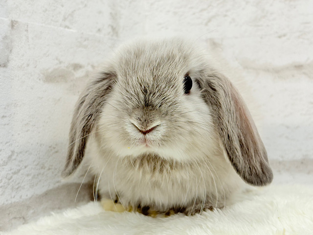 動くもふもふのぬいぐるみ🐰🍼ホーランドロップ(スクワレル) 男の子 動くもふもふのぬいぐるみ🐰🍼ホーランドロップ(スクワレル) 男の子