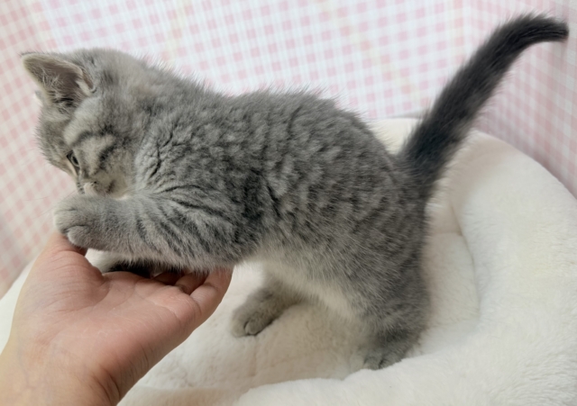 最新📷まんまるお顔!可愛すぎるスコティッシュ来ました❣️ スコティッシュフォールド