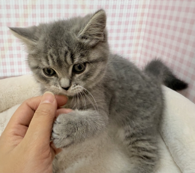 スコティッシュフォールド