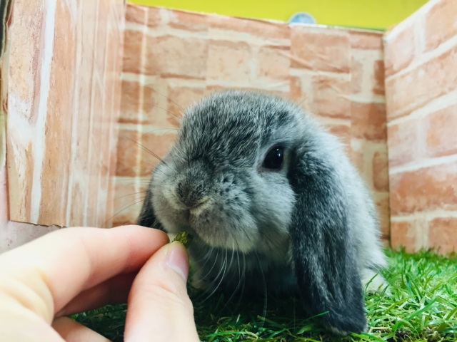 ホーランドロップ