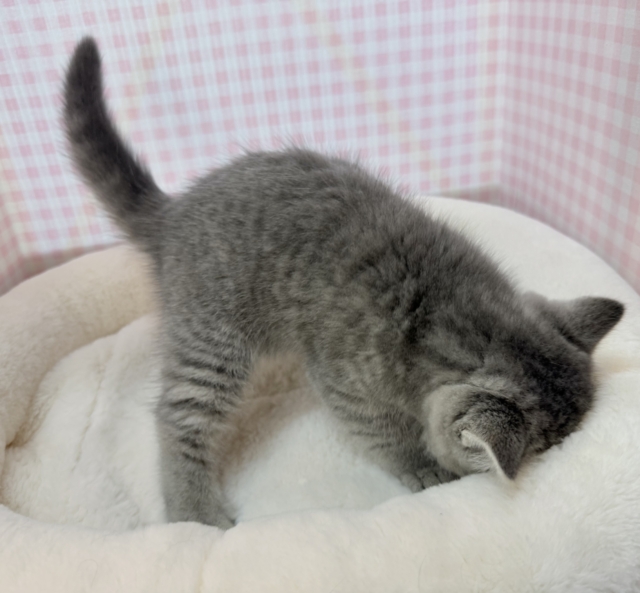 最新📷まんまるお顔!可愛すぎるスコティッシュ来ました❣️ スコティッシュフォールド