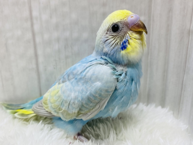 🫠꙳⟡とろ〜んと溶けちゃう優しいお顔🩵セキセイインコのパステルレインボー🌈