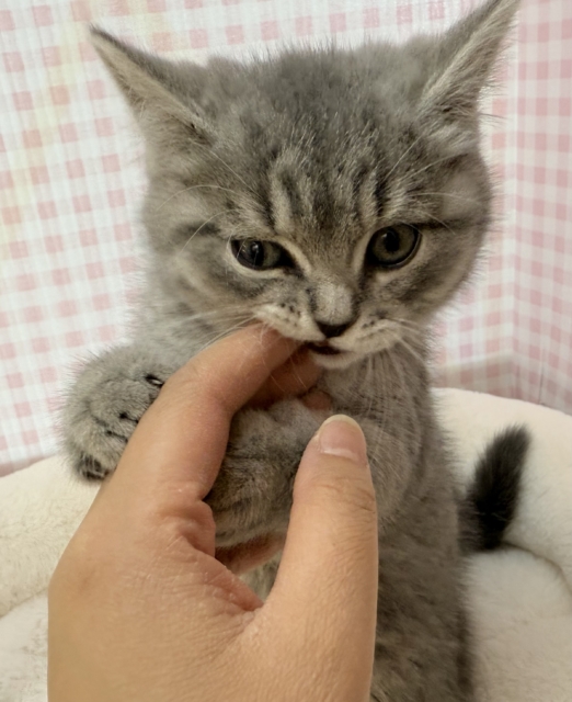 スコティッシュフォールド