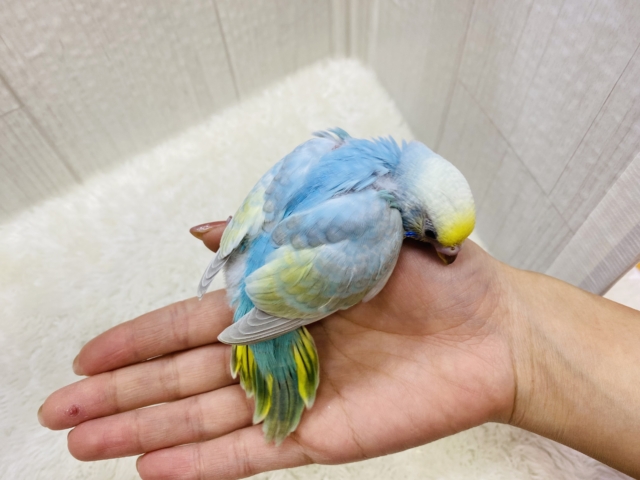 セキセイインコ