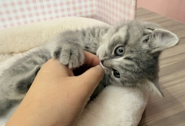 スコティッシュフォールド