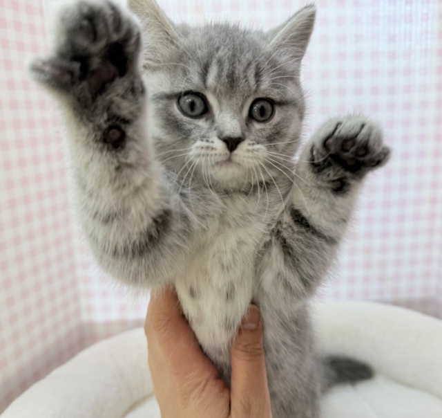 スコティッシュフォールド