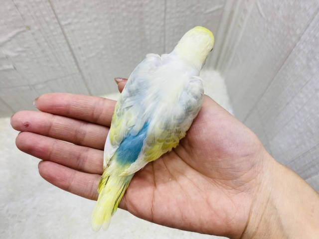 セキセイインコ