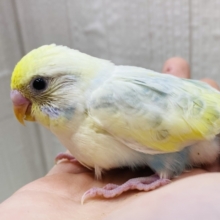 ちょっぴり控えめ優しく見守ってね🌟ぽわぽわカラーのセキセイインコ💛🩵