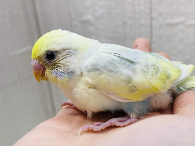 ちょっぴり控えめ優しく見守ってね🌟ぽわぽわカラーのセキセイインコ💛🩵