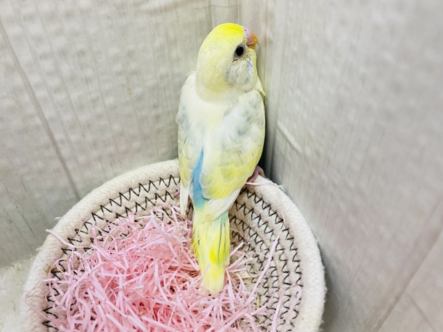 セキセイインコ