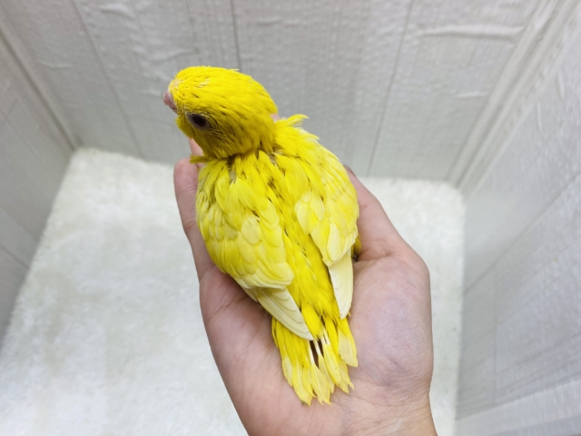 サザナミインコ