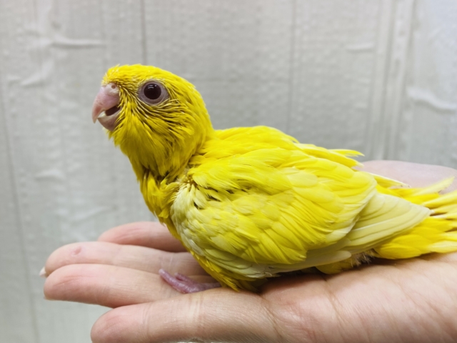 サザナミインコ