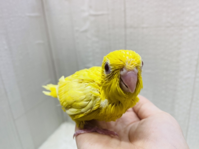 サザナミインコ