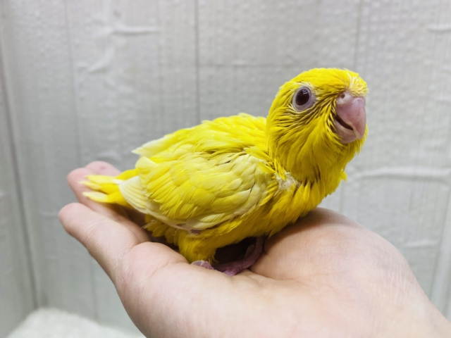 サザナミインコ