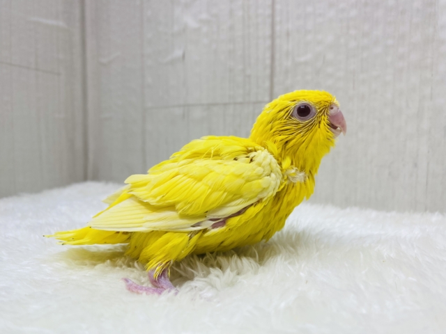 サザナミインコ