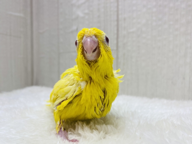 サザナミインコ