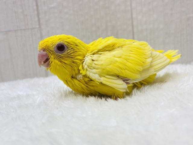 サザナミインコ