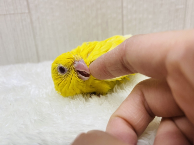 サザナミインコ