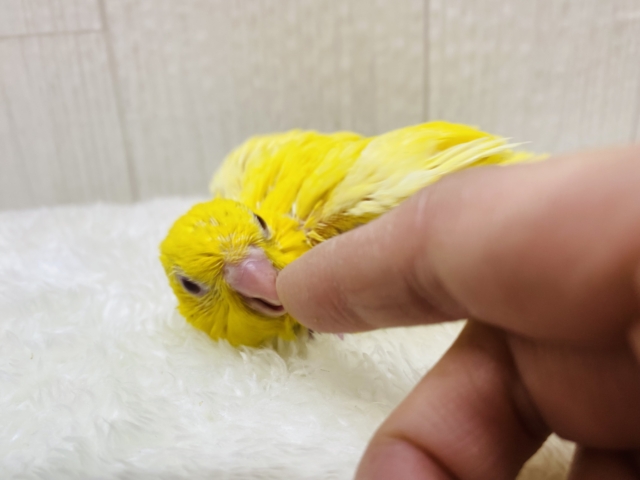サザナミインコ