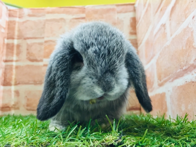 ホーランドロップ