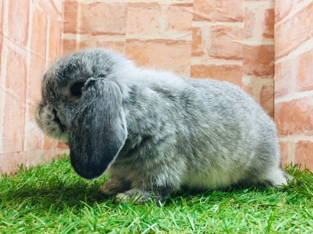 ホーランドロップ