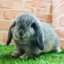 久々にホーランドロップイヤーラビットさんがやってきましたよ～🎵🎵🎵