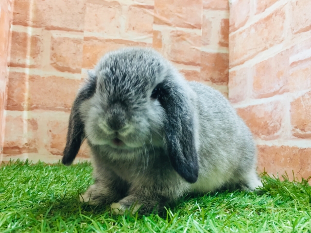 久々にホーランドロップイヤーラビットさんがやってきましたよ～🎵🎵🎵