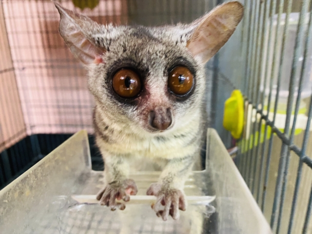 最新動画・画像ありꉂꉂ🙊💓　ぱっちり大きな目👀丸い大きな耳👂が可愛すぎます😍ショウガラゴの男の子！！