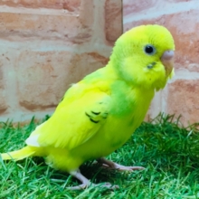 グリーンパイドのセキセイちゃんがやってきましたよ～💚💚💚　セキセイインコ