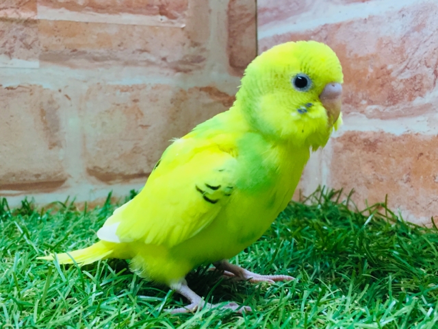 グリーンパイドのセキセイちゃんがやってきましたよ～💚💚💚　セキセイインコ
