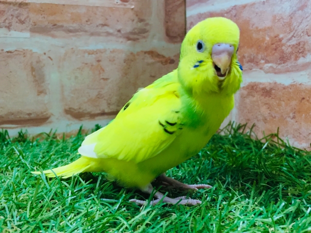 セキセイインコ