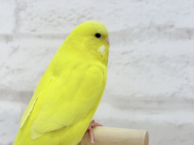 ジャンボセキセイインコ