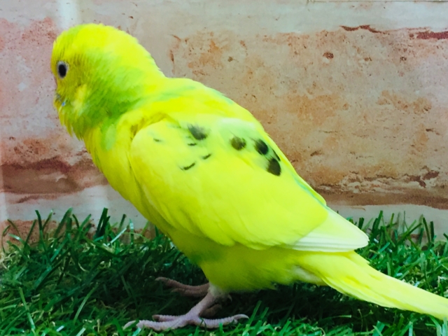 セキセイインコ