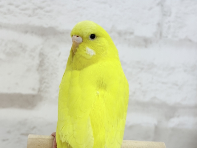 ジャンボセキセイインコ