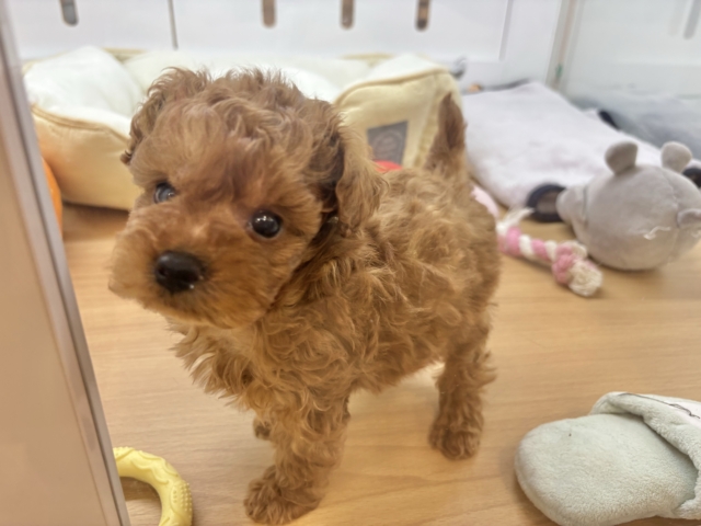 尻尾が止まりませ〜〜〜ん!トイプードルくん! トイプードル