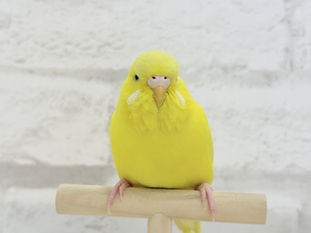 ジャンボセキセイインコ