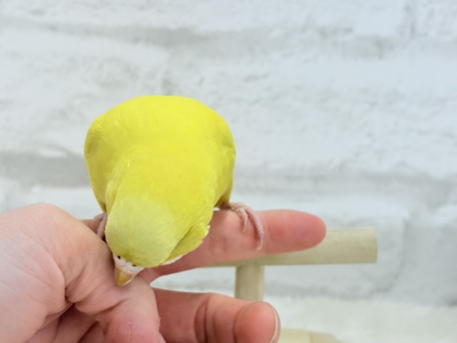 ジャンボセキセイインコ