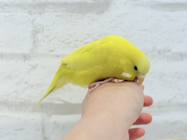 ジャンボセキセイインコ