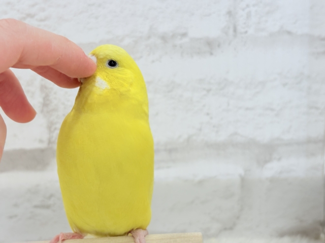 ジャンボセキセイインコ