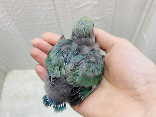 コザクラインコ（小桜インコ）