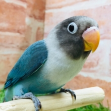 久々にボタンインコさんがやってきましたよ～🎵🎵　（ブルー）