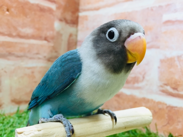 久々にボタンインコさんがやってきましたよ～🎵🎵　（ブルー）