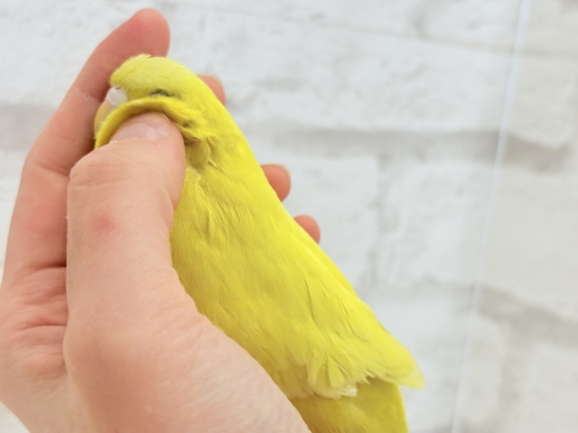 ジャンボセキセイインコ