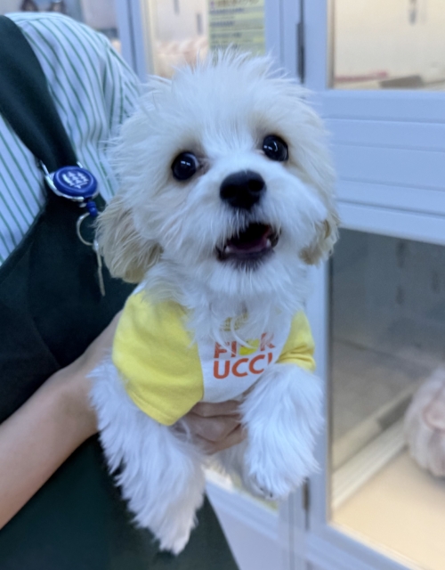 最新📷めちゃカワなキャバビションくん キャバビション