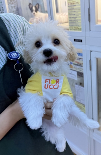 キャバビション